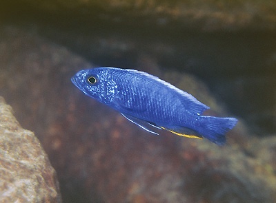 Sciaenochromis fryeri 'Chiwi Rocks'